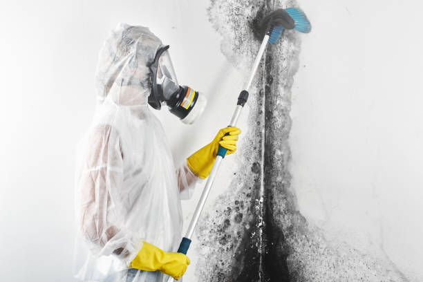 Biohazard Mold Removal in Garrison, TX